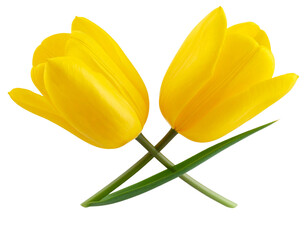 Zwei gelbe Tulpen im V-förmigen Arrangement, florale Dekoidee – freigestellt auf transparentem Hintergrund
