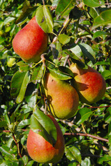 Birne,  Pyrus communis,  Birnenfrüchte  am Baum