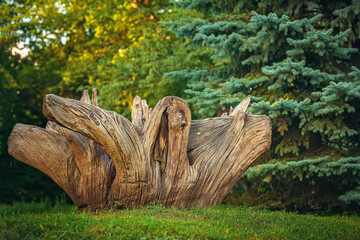 Close-up of a large old textured tree stump on green grass with a blurred forest and pine trees in warm sunlight. Perfect for nature, texture, and environmental design projects.