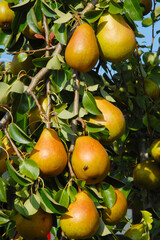 Birne,  Pyrus communis,  Birnenfrüchte  am Baum