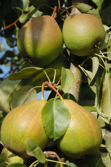 Birne,  Pyrus communis,  Birnenfrüchte  am Baum