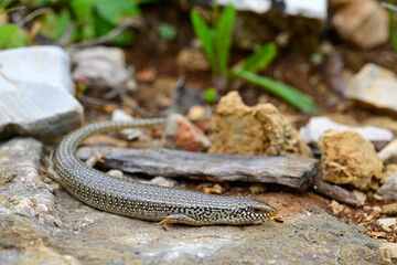 Gefleckter Walzenskink // Ocellated skink (Chalcides ocellatus) - Peloponnes, Griechenland