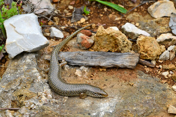 Ocellated skink // Gefleckter Walzenskink (Chalcides ocellatus) - Peloponnese, Greece
