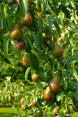 Birne,  Pyrus communis,  Birnenfrüchte  am Baum