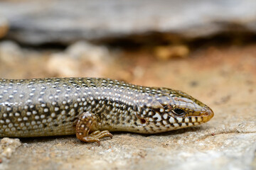 Gefleckter Walzenskink // Ocellated skink (Chalcides ocellatus) - Peloponnes, Griechenland