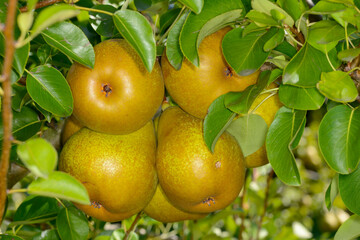 Birne,  Pyrus communis,  Birnenfrüchte  am Baum