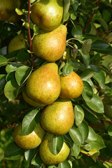Birne,  Pyrus communis,  Birnenfrüchte  am Baum