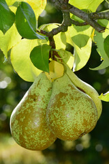 Birne,  Pyrus communis,  Birnenfrüchte  am Baum