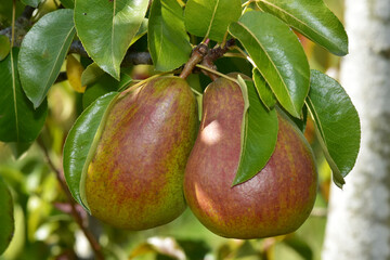 Birne,  Pyrus communis,  Birnenfrüchte  am Baum