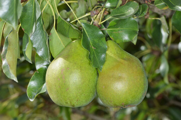 Birne,  Pyrus communis,  Birnenfrüchte  am Baum