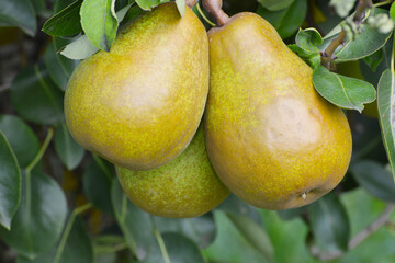Birne,  Pyrus communis,  Birnenfrüchte  am Baum