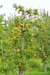 Birne,  Pyrus communis,  Birnenfrüchte  am Baum