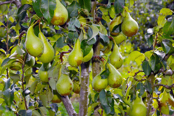 Birne,  Pyrus communis,  Birnenfrüchte  am Baum