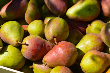 Birne,  Pyrus communis,  Birnenfrüchte