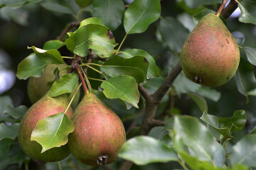 Birne,  Pyrus communis,  Birnenfrüchte  am Baum
