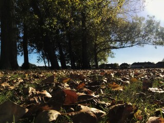 Autumn Leaves in Park