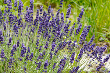  Lavendel,  Lavandula angustifolia