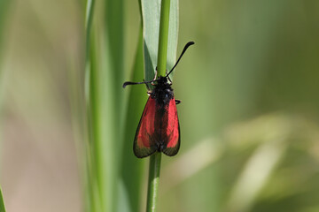 Zygaena erythrus, also called sluggish burnet, is a species of moth in the family Zygaenidae.