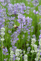  Lavendel,  Lavandula angustifolia