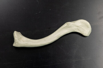 Human Clavicle Bone Educational Model Inferior