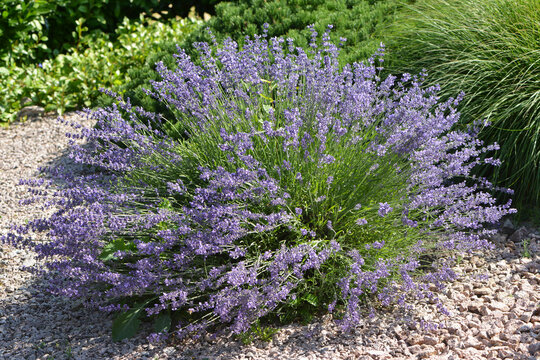  Lavendel,  Lavandula angustifolia