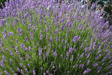  Lavendel,  Lavandula angustifolia