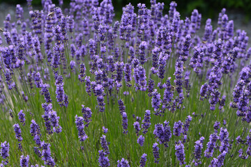 Lavendel,  Lavandula angustifolia