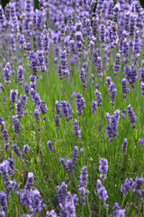  Lavendel,  Lavandula angustifolia