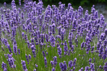  Lavendel,  Lavandula angustifolia