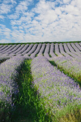  Lavendel,  Lavandula angustifolia