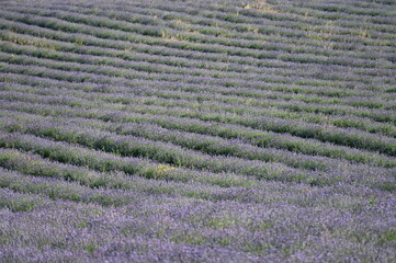  Lavendel,  Lavandula angustifolia