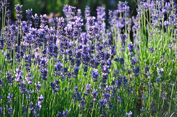  Lavendel,  Lavandula angustifolia