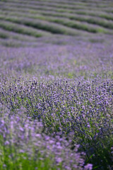  Lavendel,  Lavandula angustifolia