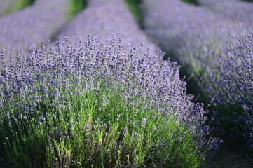  Lavendel,  Lavandula angustifolia