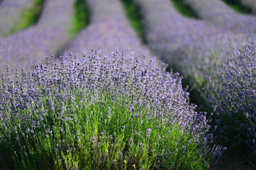  Lavendel,  Lavandula angustifolia