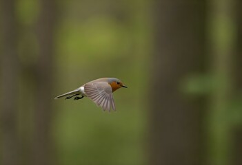 A robin bird with orange breast and grey wings flying in a forest with a blurred background