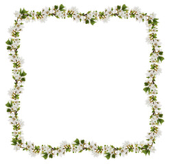 Spring twig of prunus tomentosa (wild cherry) flowers and leaves in a floral frame isolated on white or transparent background
