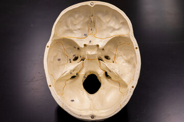 View inside human skull showing cranial floor and foramina