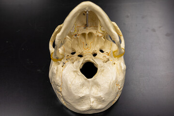 Inferior view of skull showing foramen magnum and occipital bone
