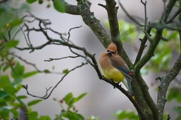 Cedar Waxwing