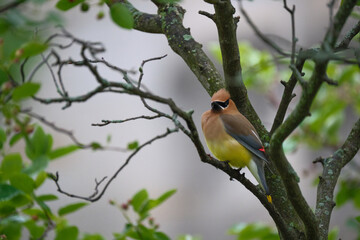 Cedar Waxwing