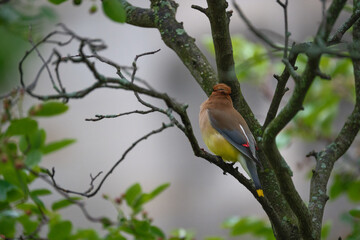 Cedar Waxwing
