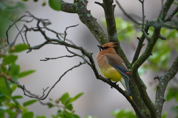 Cedar Waxwing