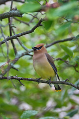 Cedar Waxwing