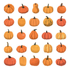 Set of realistic big orange pumpkins on white background - Vector illustration
