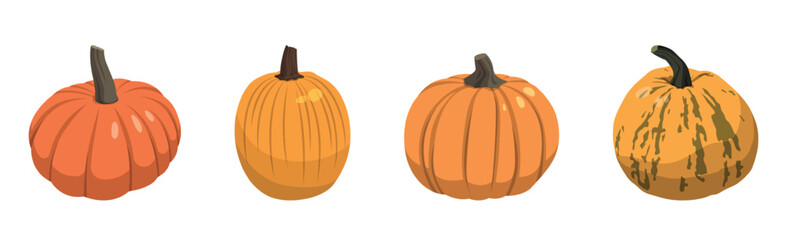 Set of realistic big orange pumpkins on white background - Vector illustration