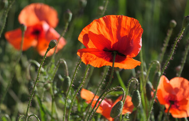 Klatschmohn
