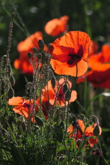 Klatschmohn
