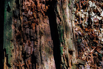 Close up view of bark with texture and sunlight highlighting details in a forest during daytime