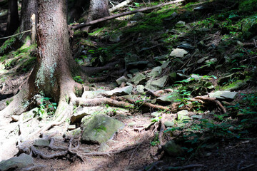 Sunlight filtering through trees illuminates roots and rocks in a forest